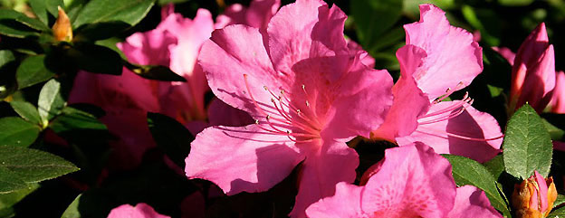 Blooming Azaleas in Historic Downtown Savannah